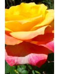 Роза полиантовая Триколор | Троянда поліантова Триколор | Rosa Tricolor